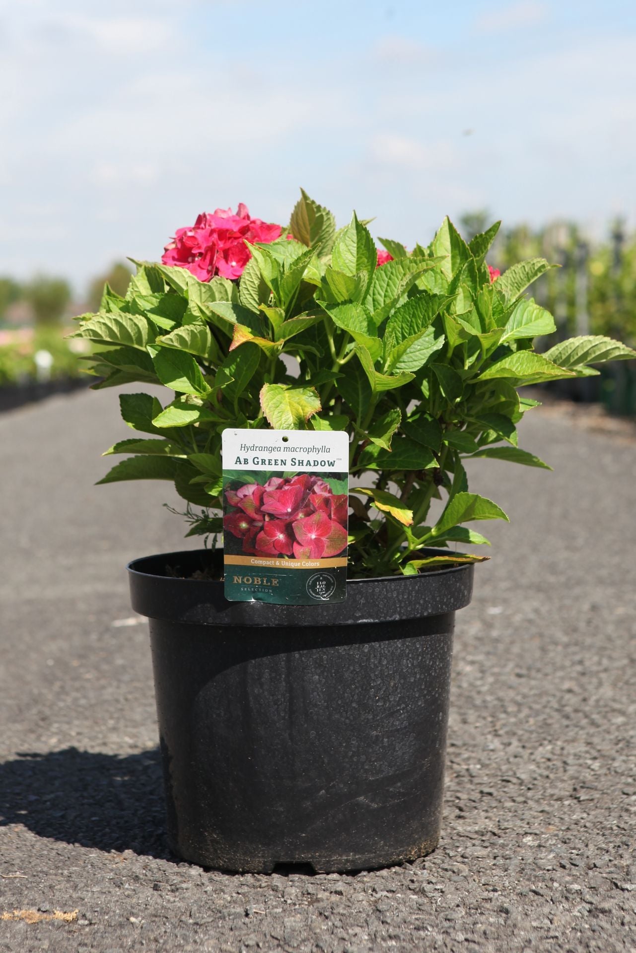 Hydrangea macrophylla ‘AB Green Shadow’ red and green mophead hydrangea in pot with vibrant blooms and foliage