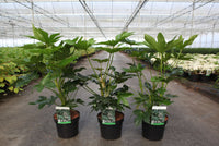 Fatsia japonica