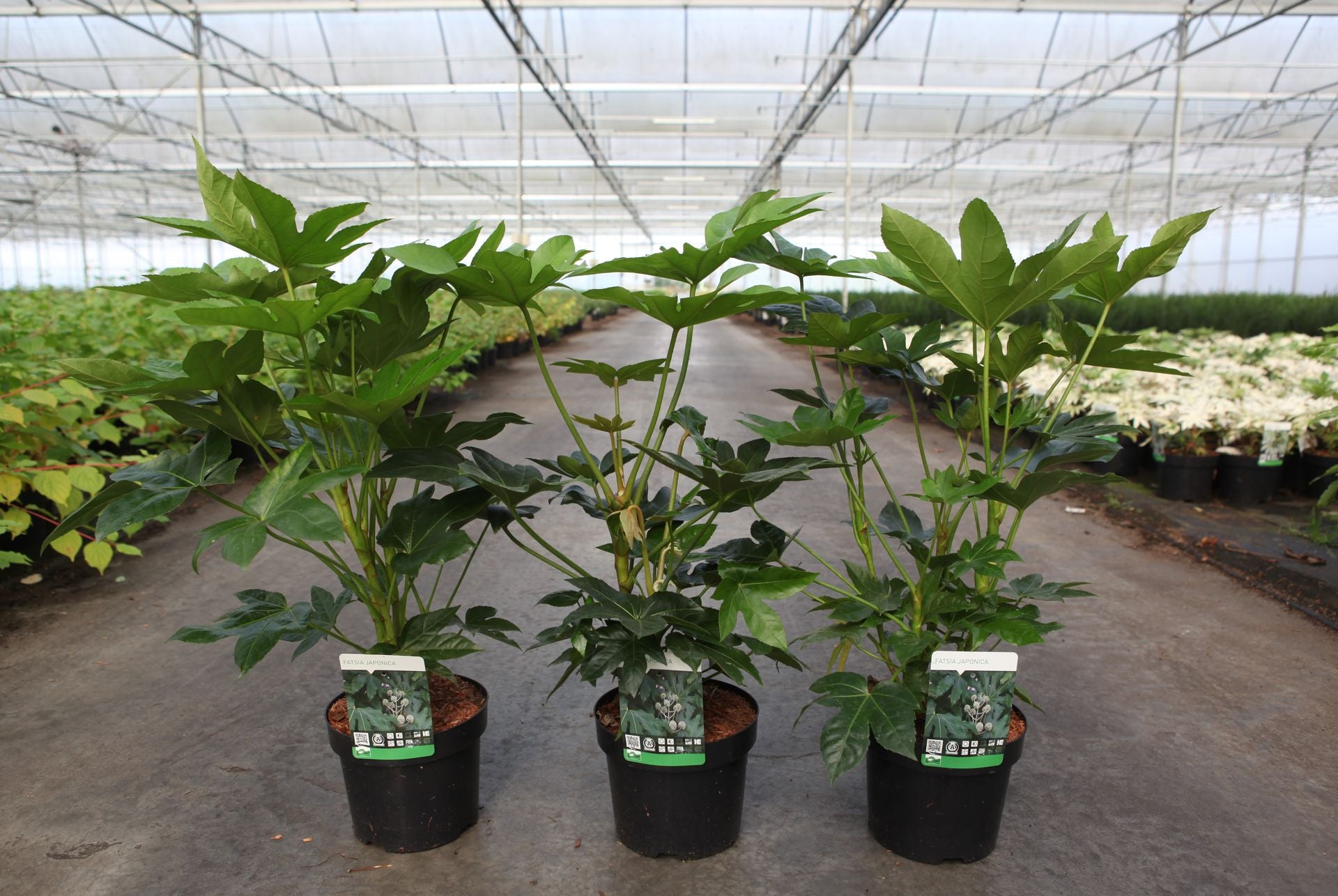 Fatsia japonica