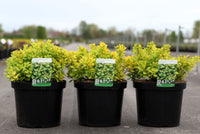 Spiraea betulifolia 'Tor Gold' (PBR)