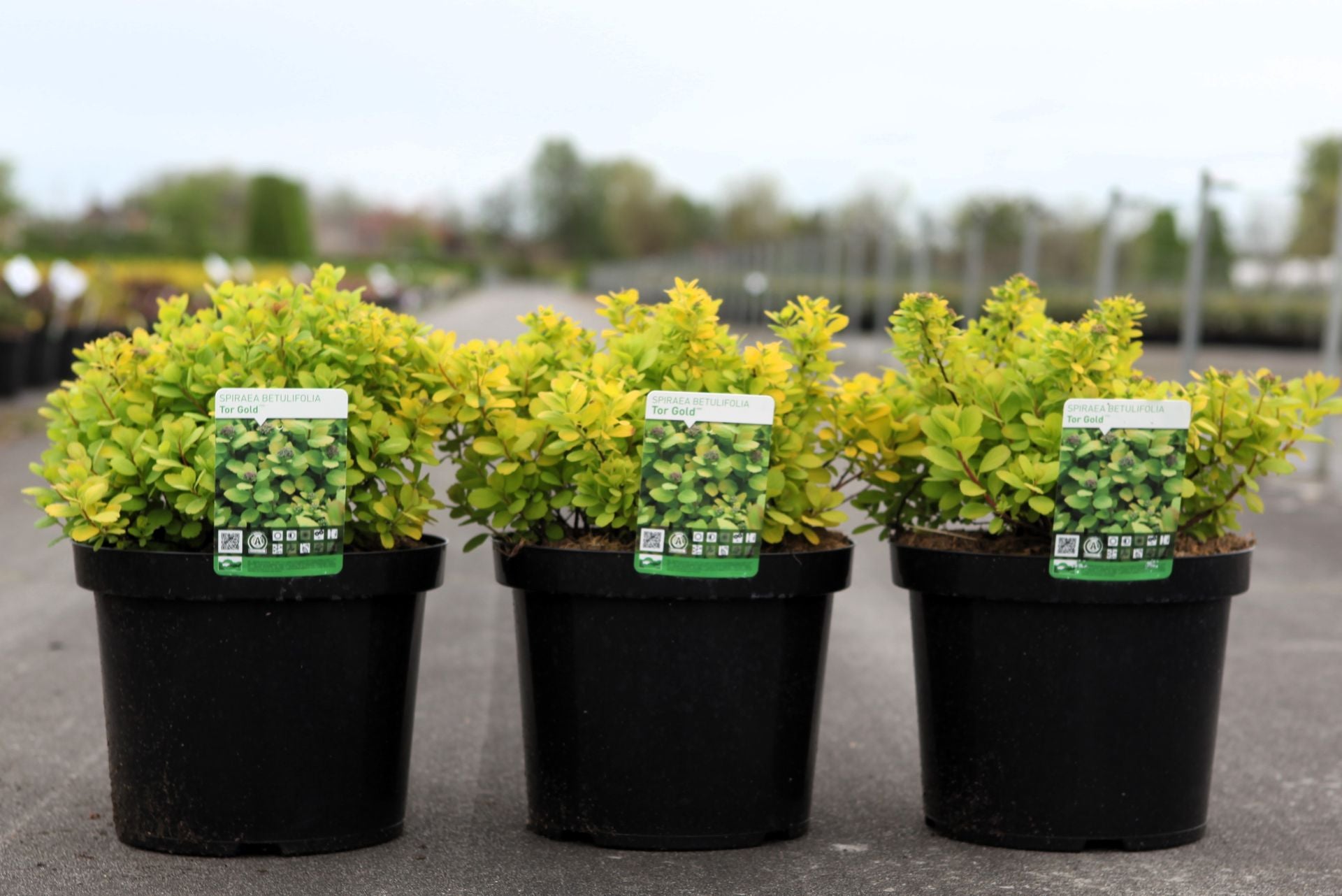 Spiraea betulifolia 'Tor Gold' (PBR)