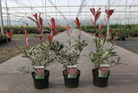 Photinia fraseri PINK MARBLE (PBR)
