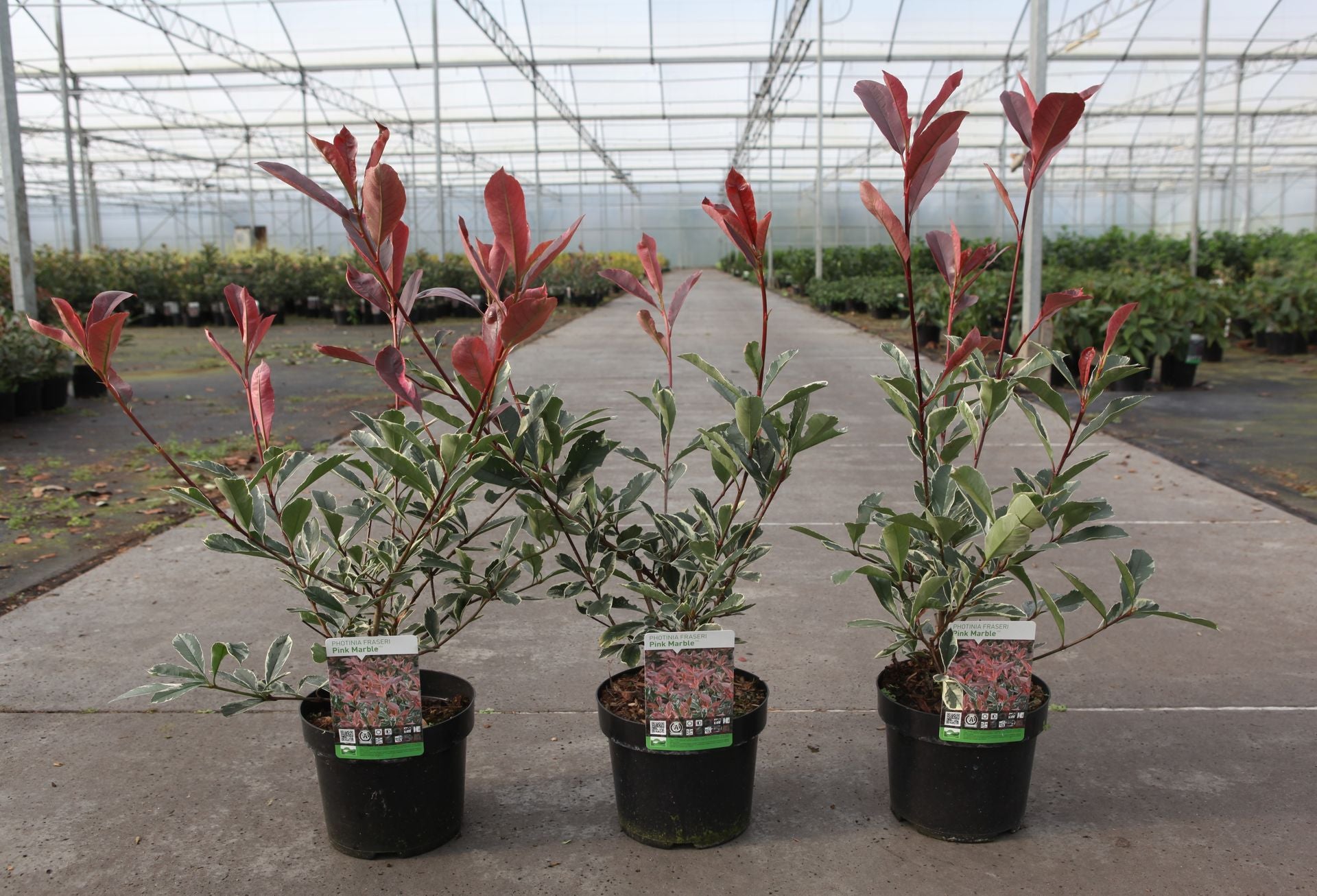 Photinia fraseri PINK MARBLE (PBR)