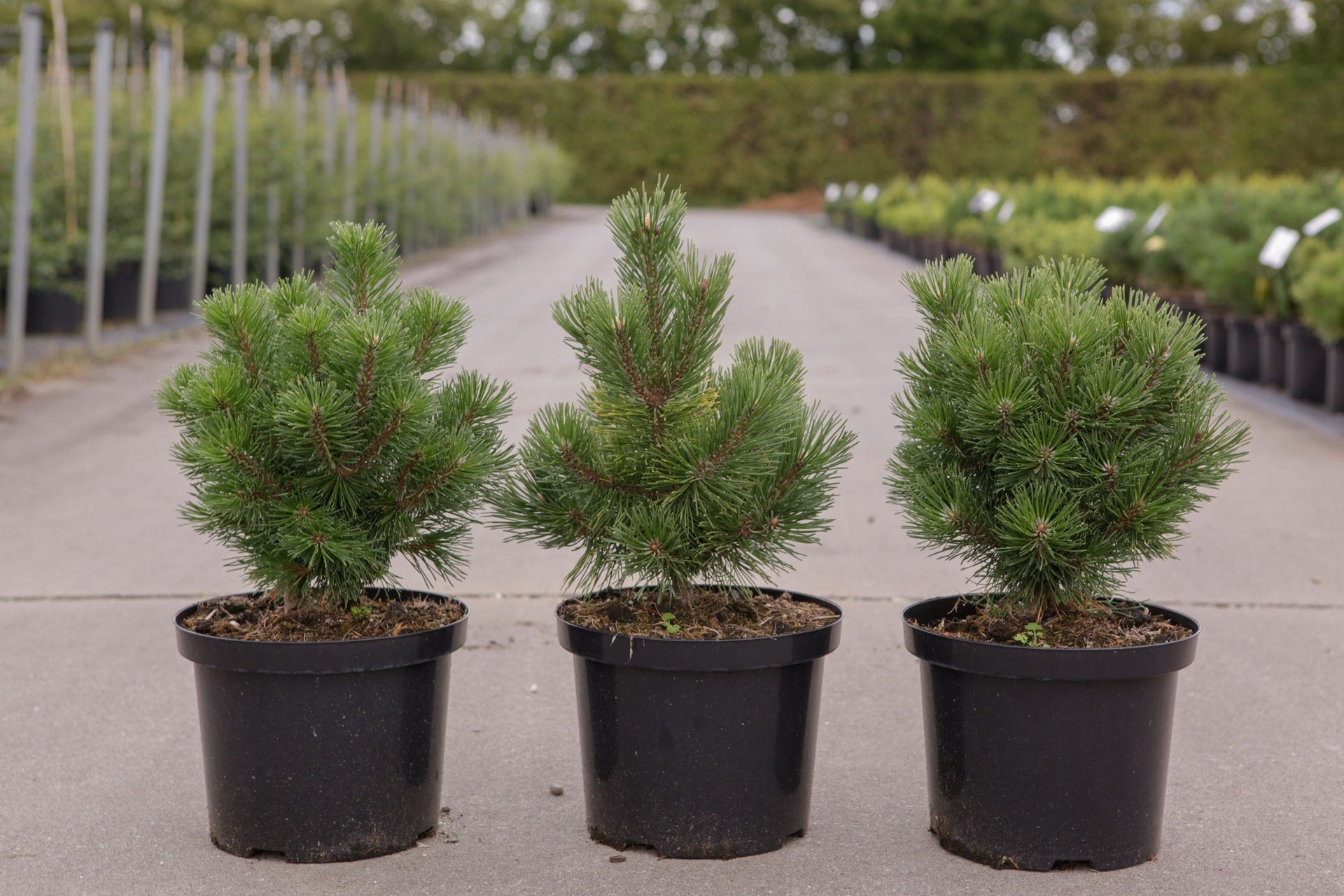 Pinus mugo 'Mumpitz'