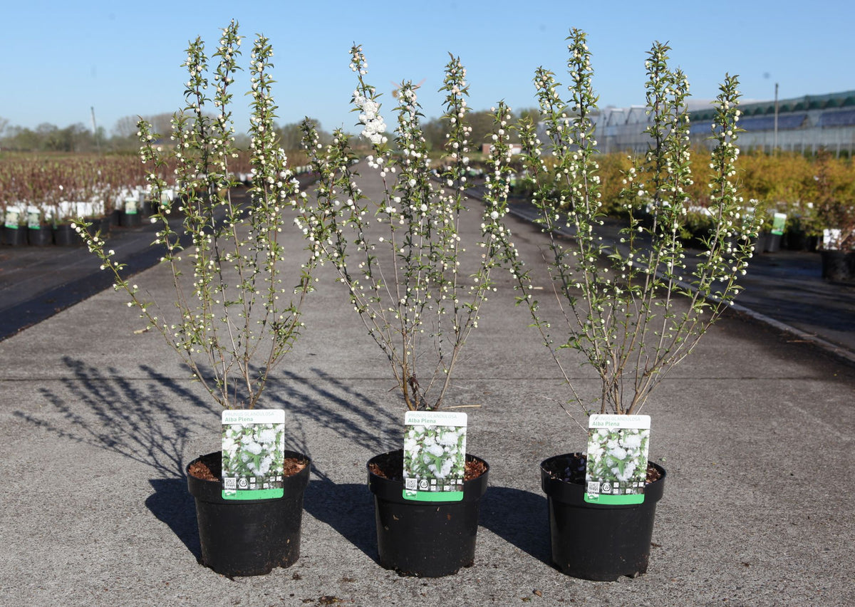 Prunus glandulosa 'Alba Plena'