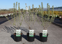 Prunus glandulosa 'Alba Plena'