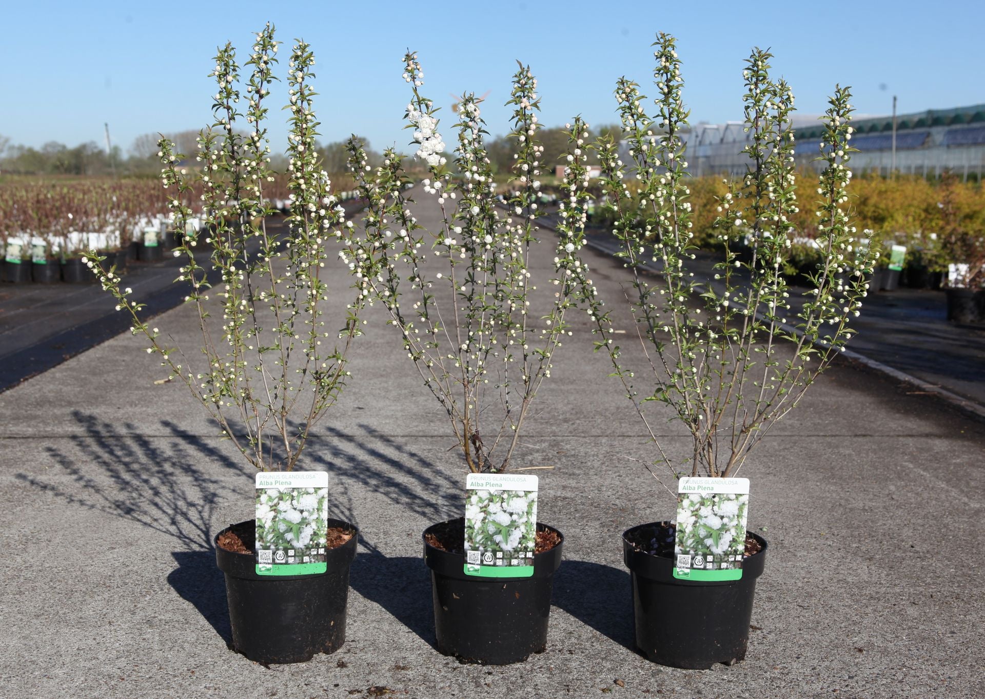Prunus glandulosa 'Alba Plena'