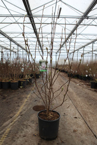 Magnolia 'George Henry Kern'