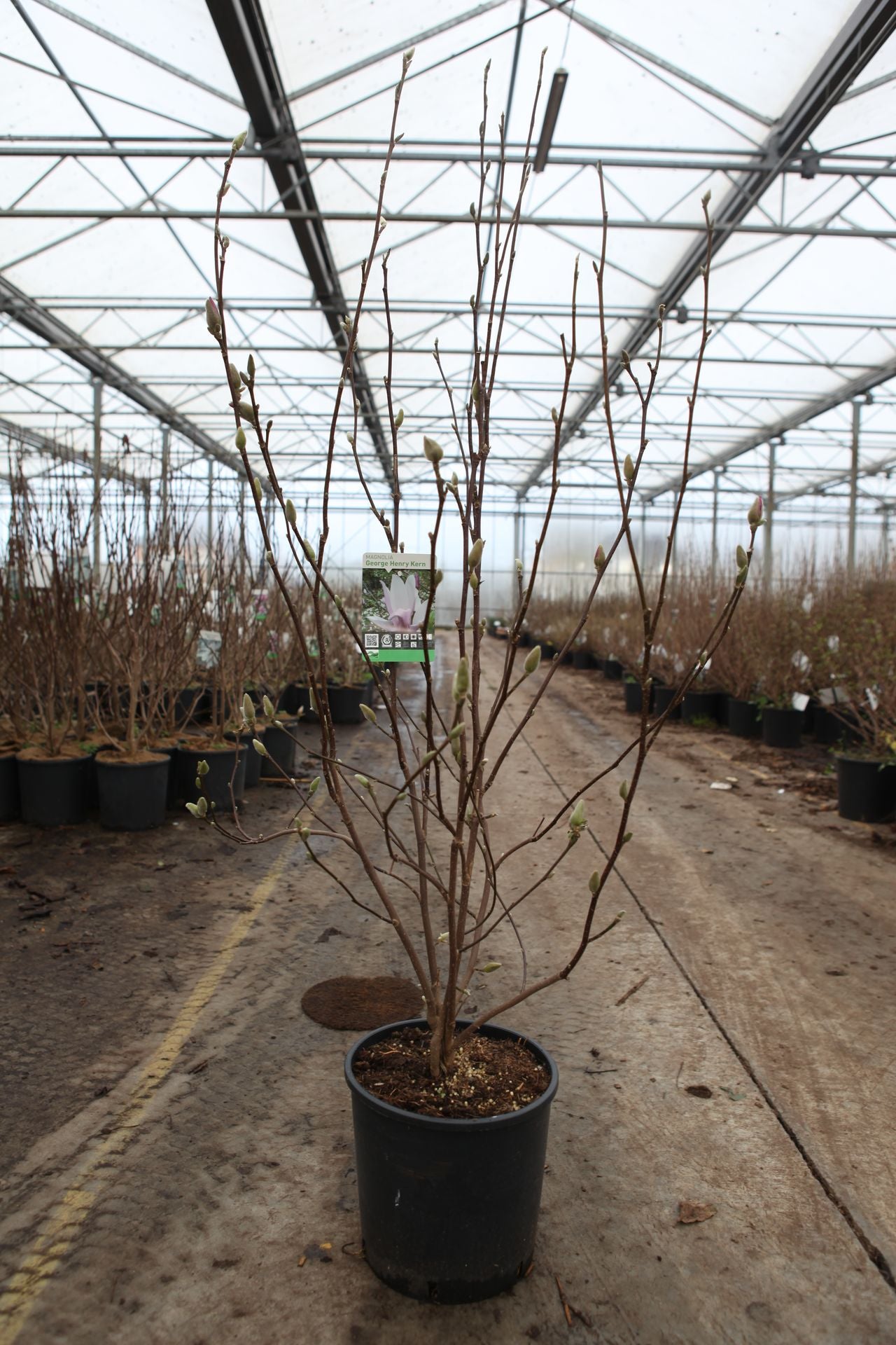 Magnolia 'George Henry Kern'