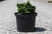 Chamaecyparis obtusa 'Maureen'