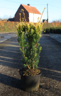 Taxus baccata 'Jalako Sunrise'