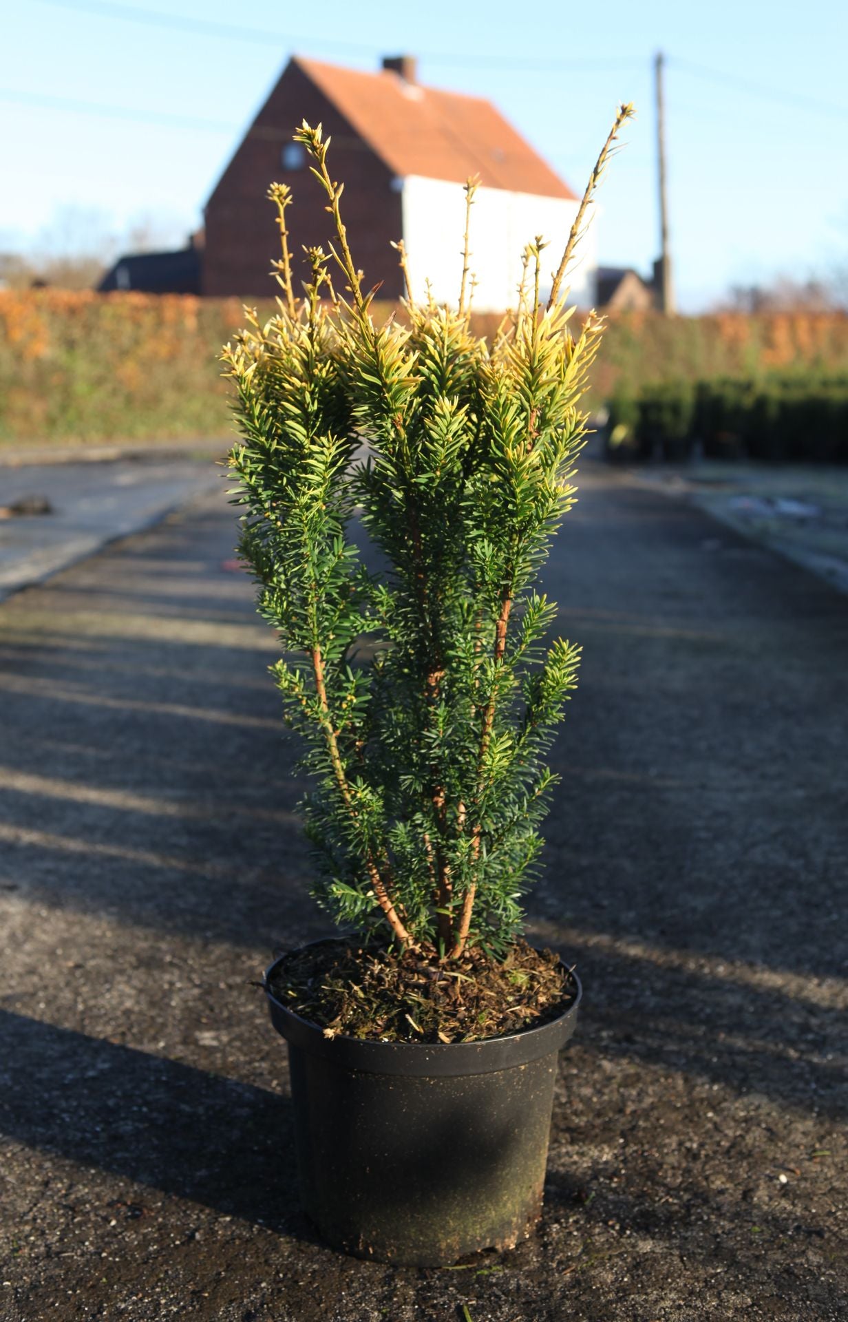 Taxus baccata 'Jalako Sunrise'