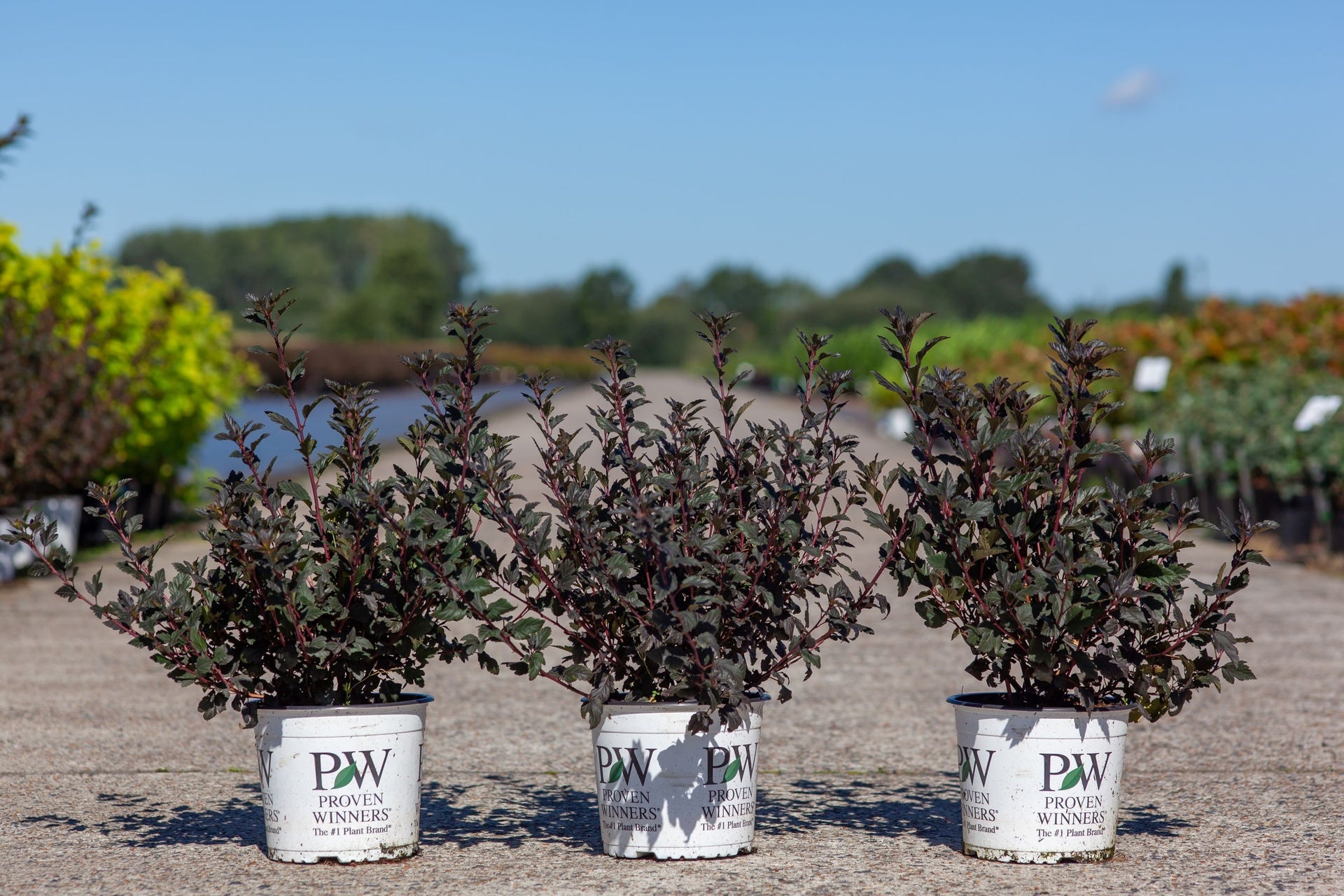 Physocarpus opulifolius Proven Winners© TINY WINE (PBR)