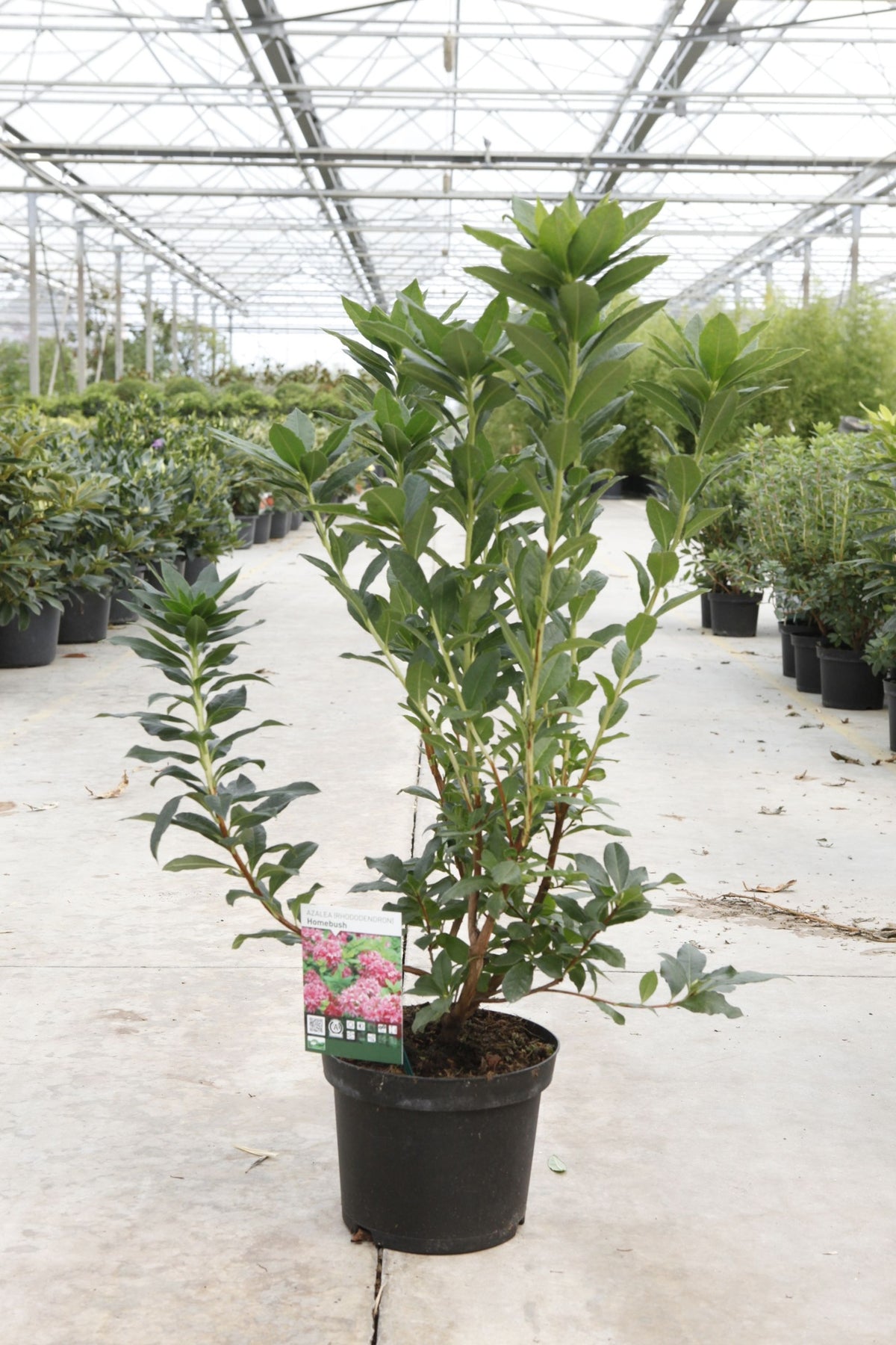 Azalea 'Homebush'