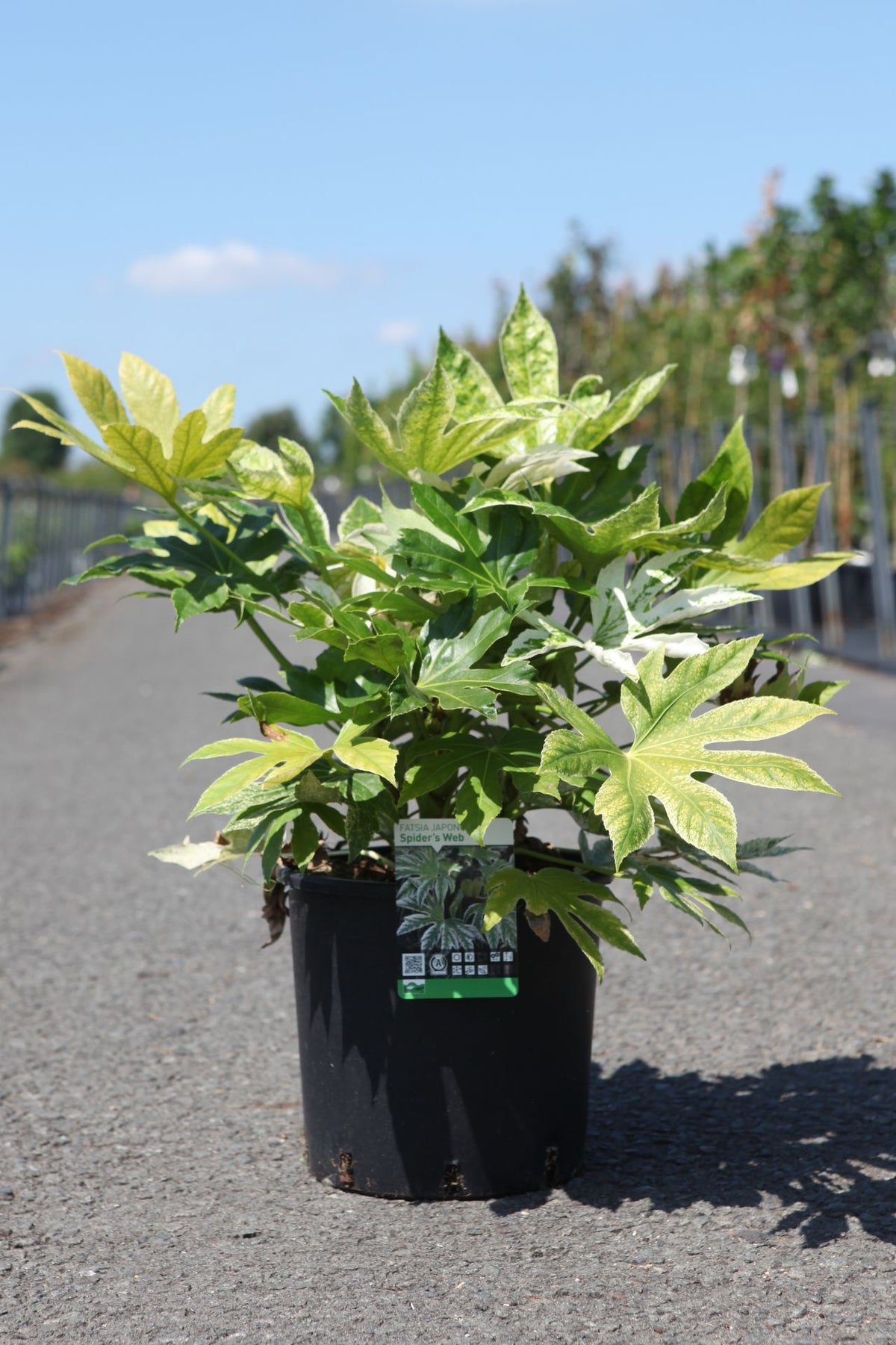 Fatsia japonica 'Spider's Web'