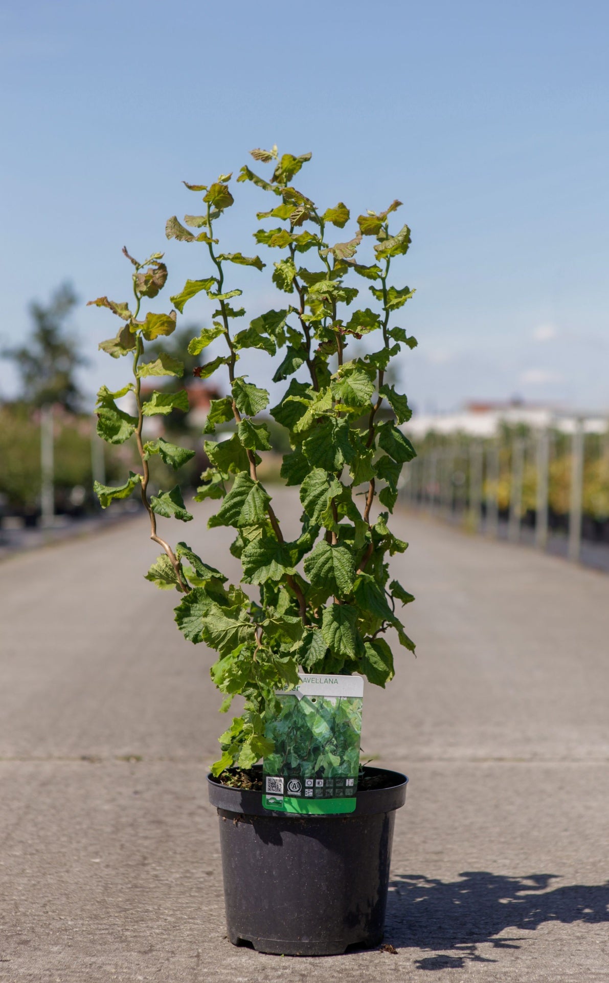 Corylus avellana 'Twister'