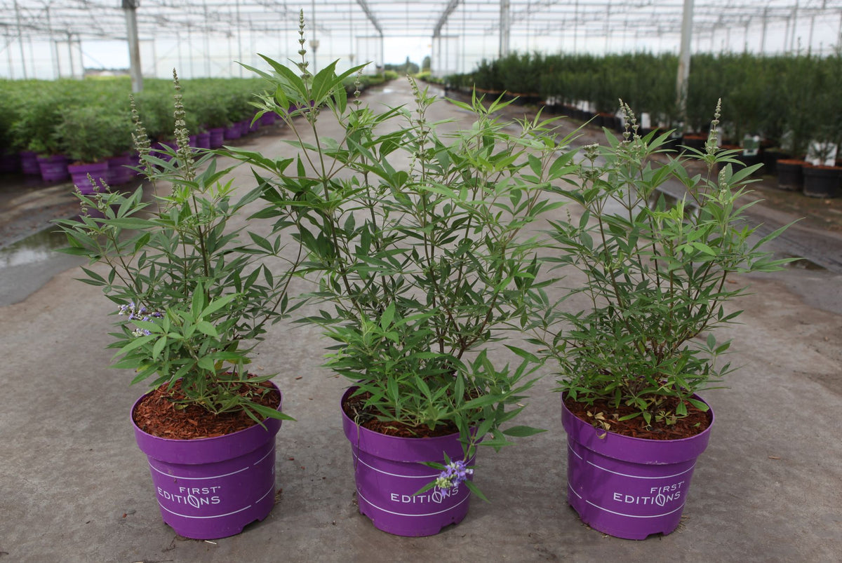 Vitex agnus-castus First Editions© 'Delta Blues©'