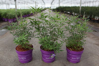 Vitex agnus-castus First Editions© 'Delta Blues©'
