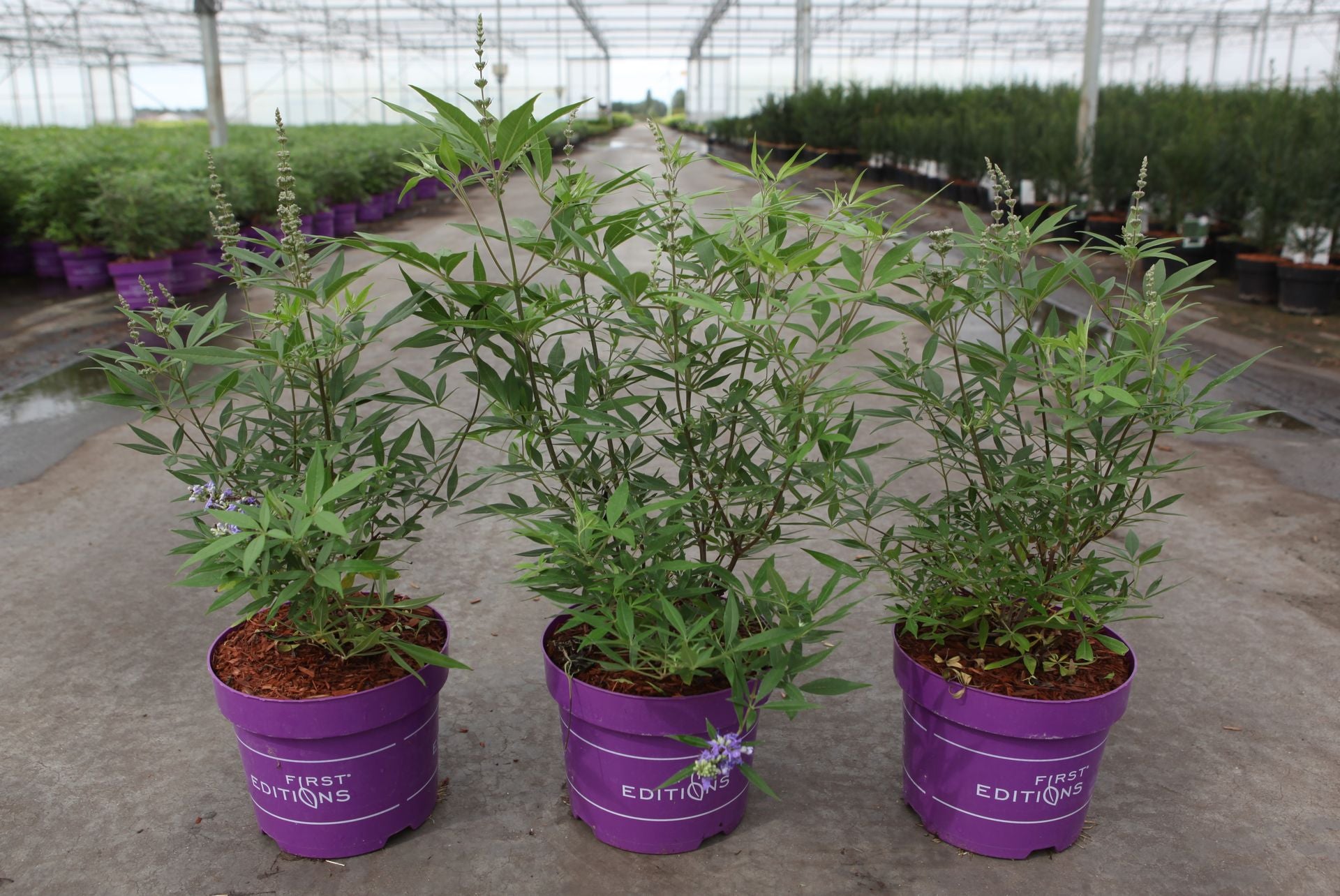 Vitex agnus-castus First Editions© 'Delta Blues©'