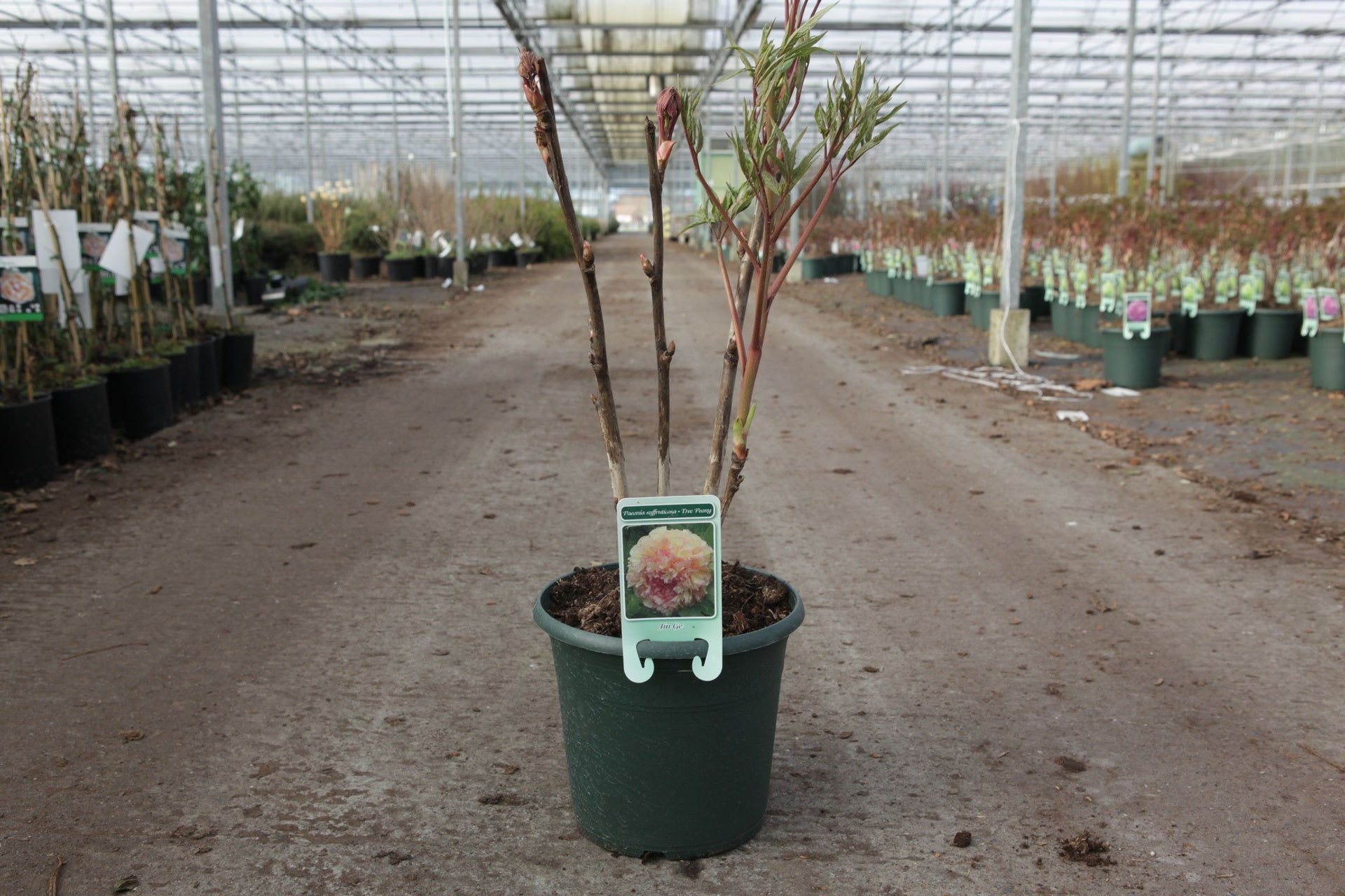 Paeonia suffruticosa 'Jin Ge'