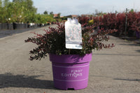 Berberis thunbergii First Editions© 'Cabernet©'