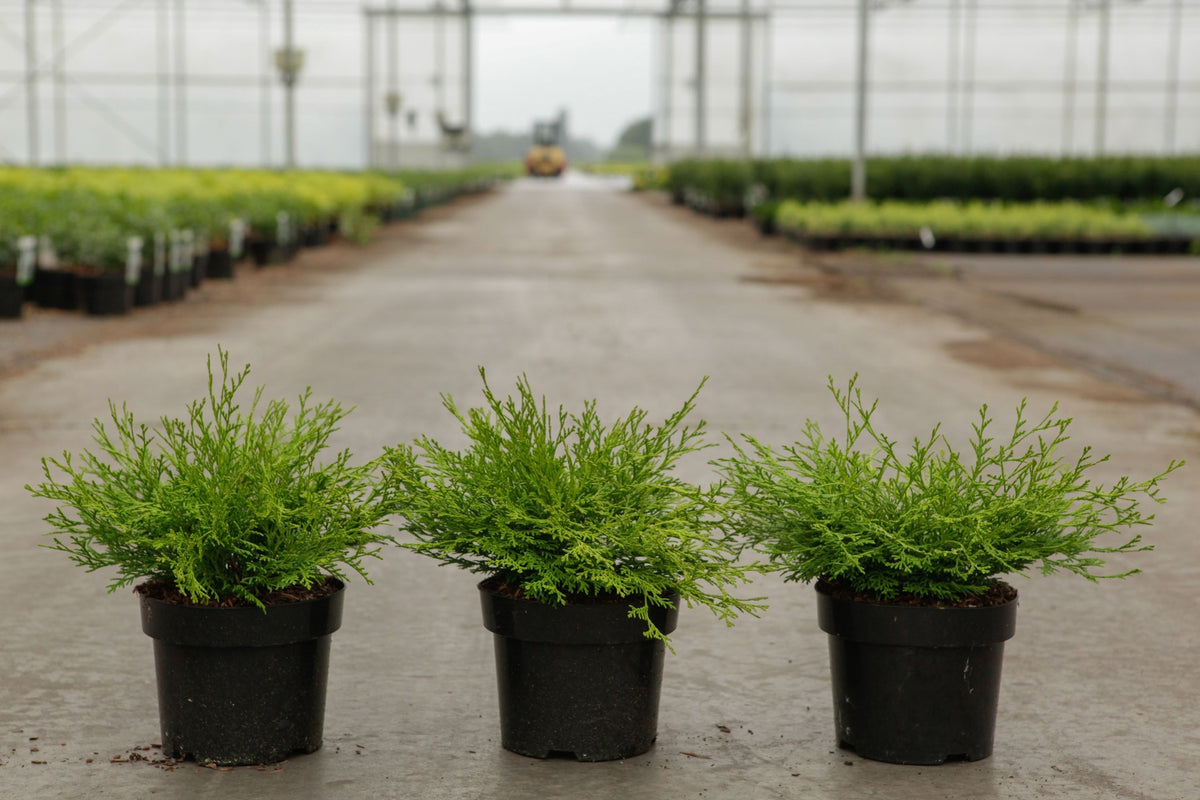 Chamaecyparis obtusa 'Kamarachiba'