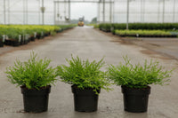 Chamaecyparis obtusa 'Kamarachiba'
