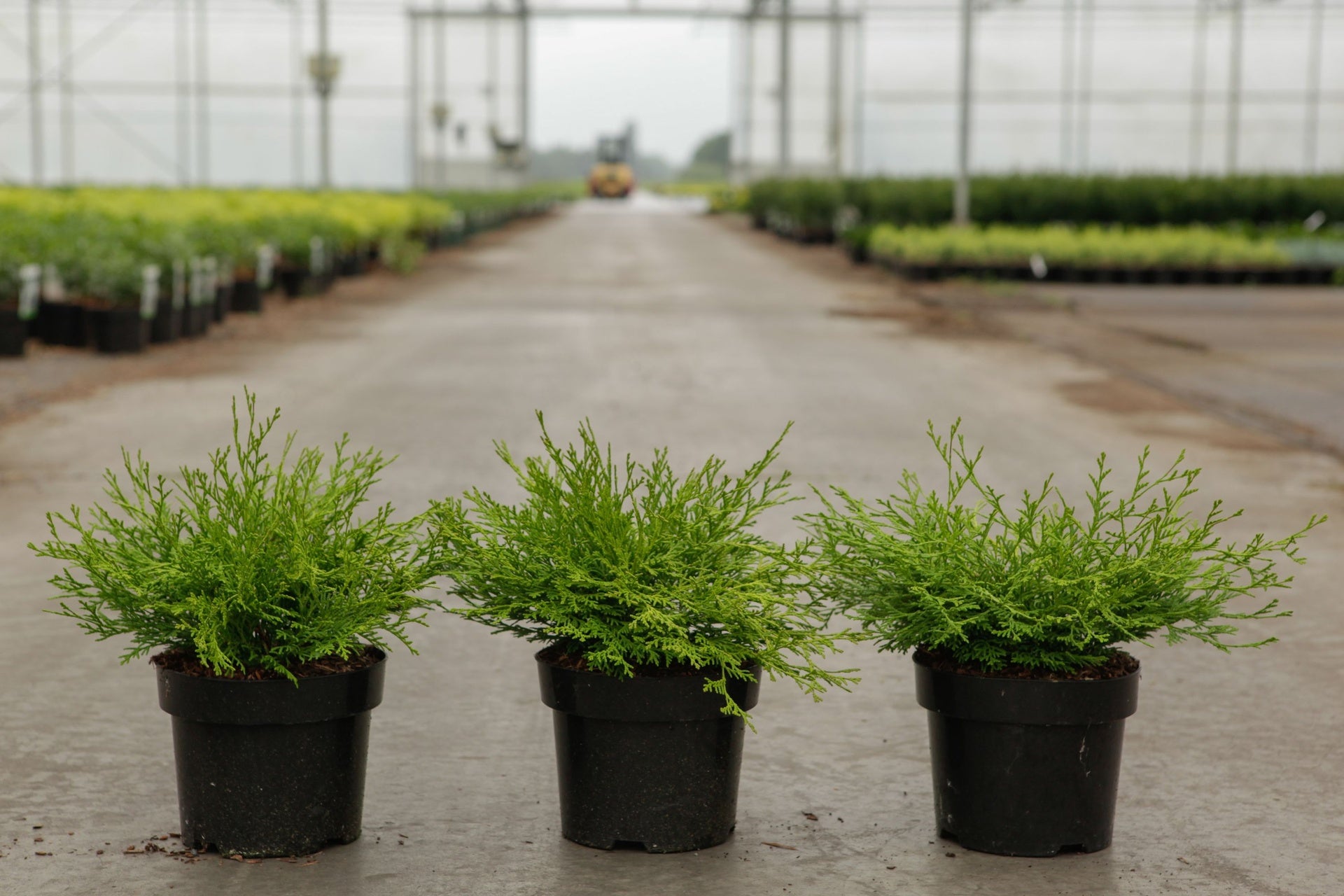 Chamaecyparis obtusa 'Kamarachiba'