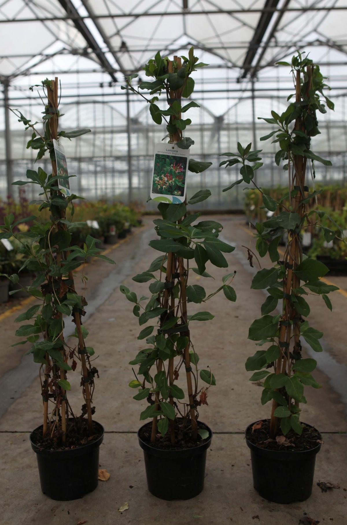 Lonicera periclymenum 'Belgica Select'