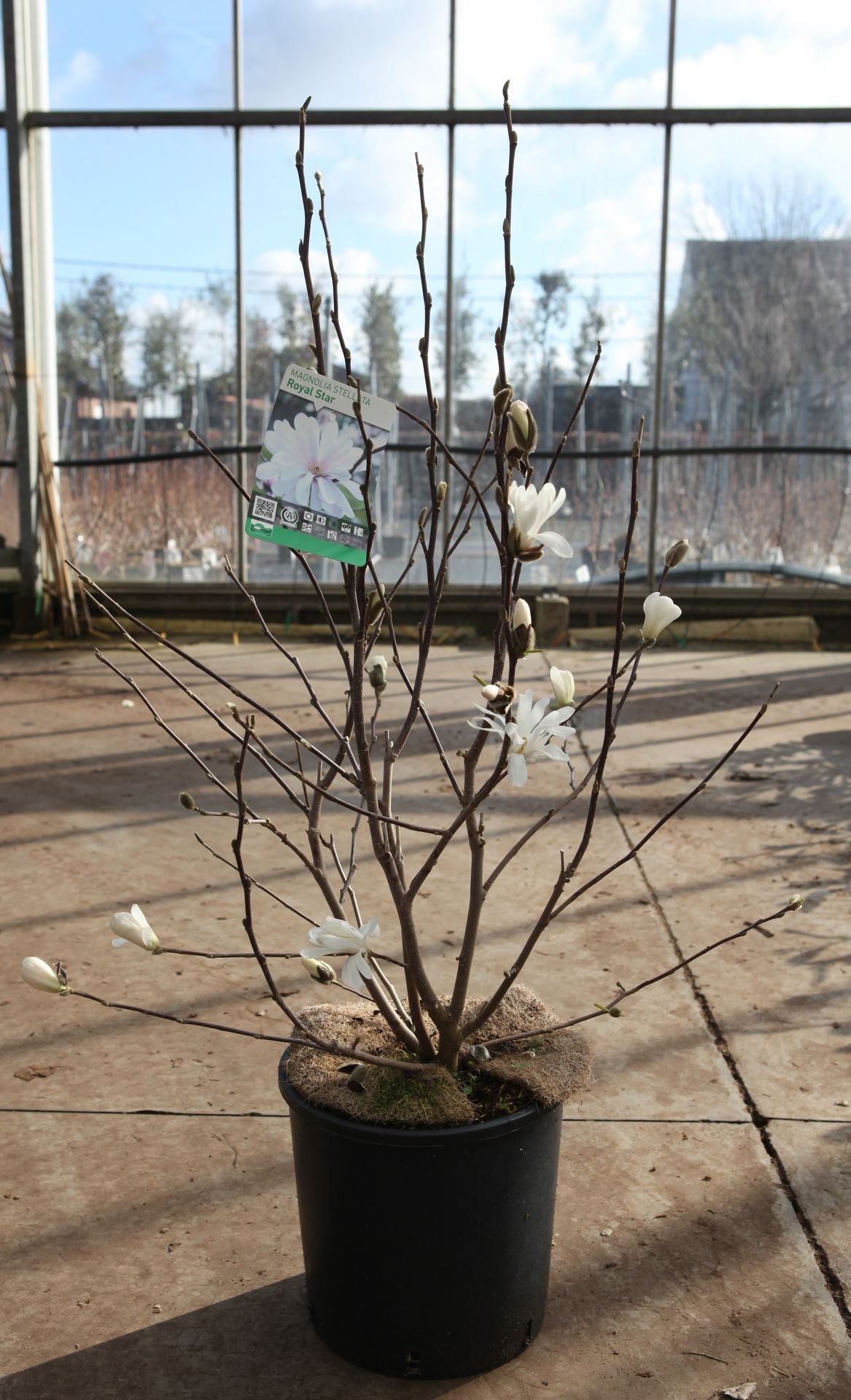 Magnolia stellata 'Royal Star'