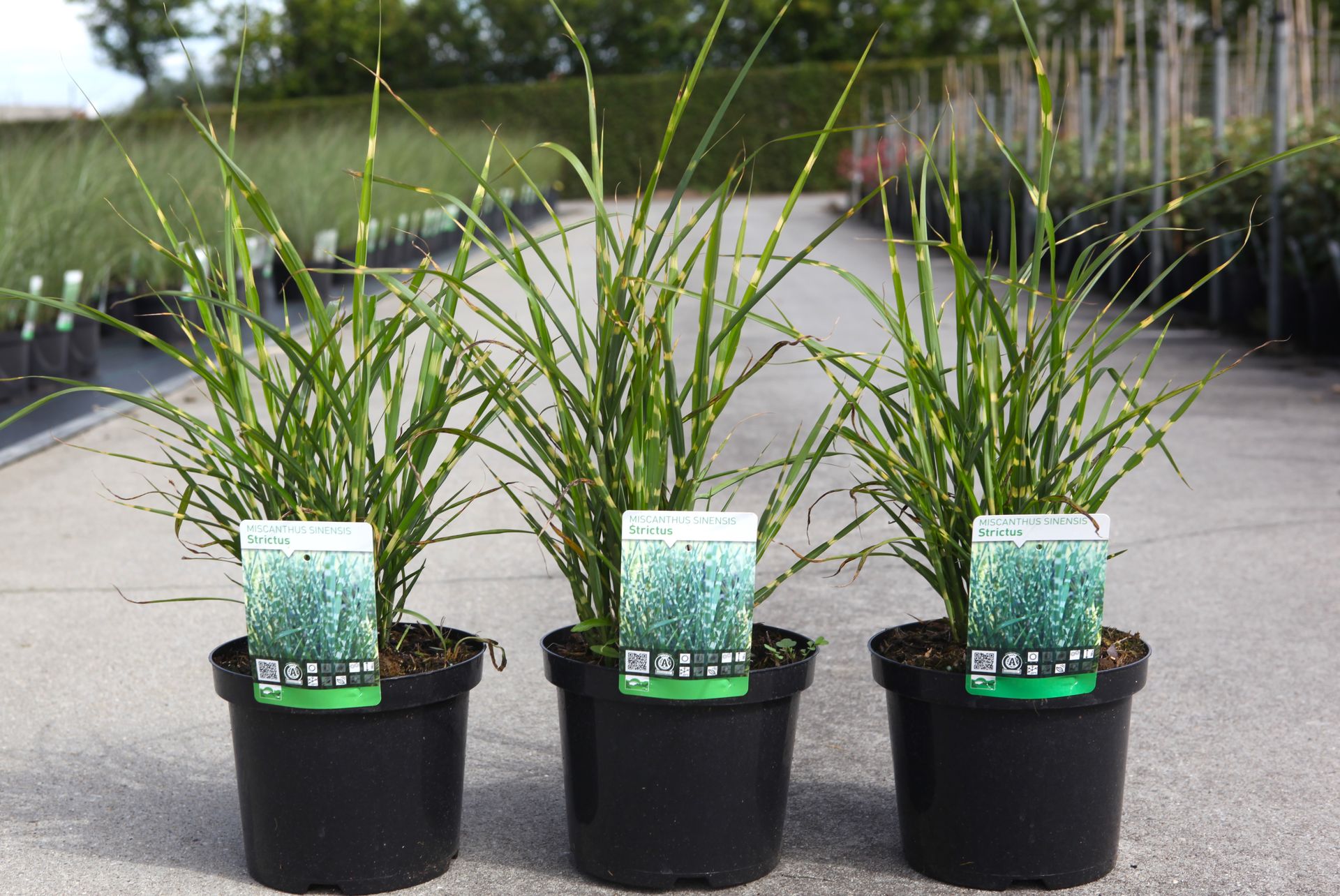 Miscanthus sinensis 'Strictus (Zebrinus)'