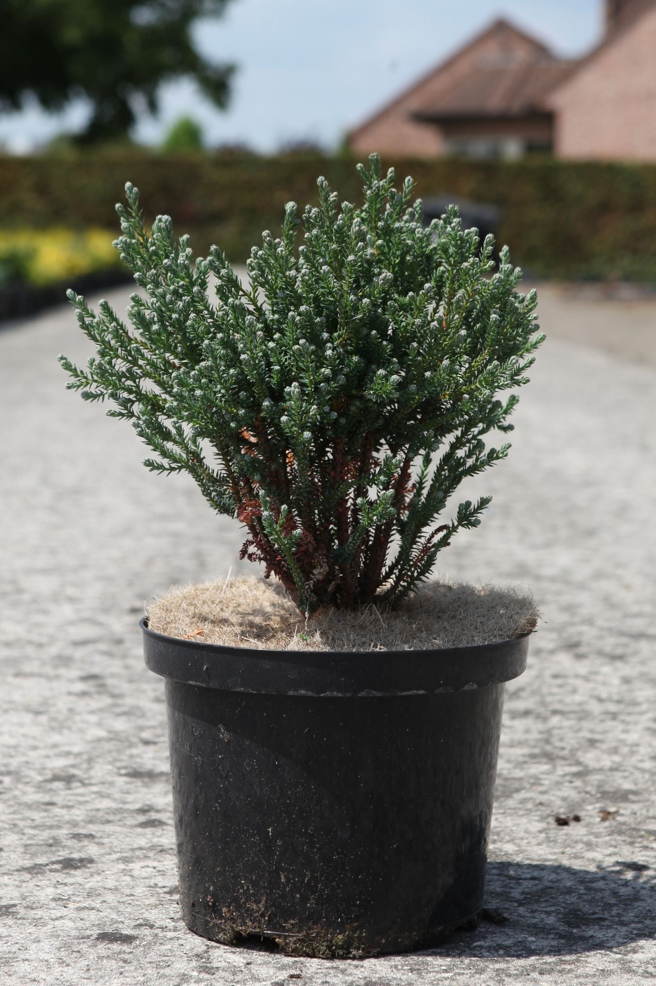 Chamaecyparis thyoides 'Blue Rock'