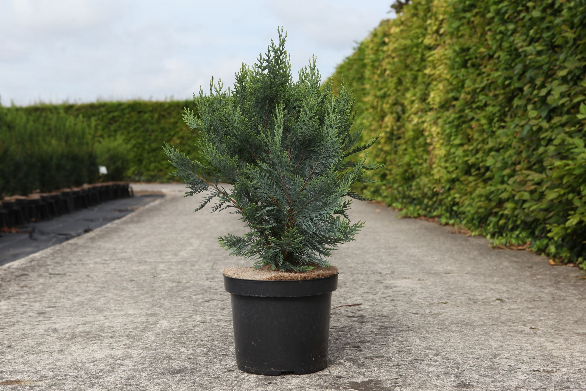 Chamaecyparis lawsoniana 'White Spot'