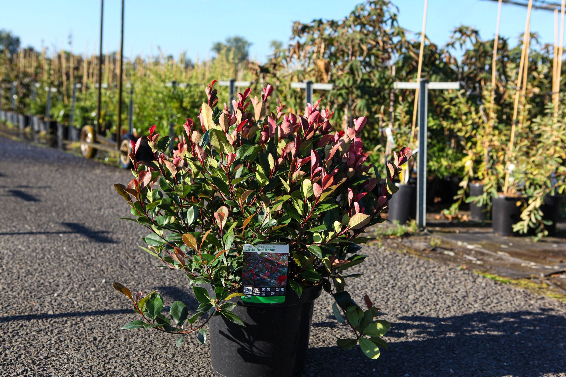Photinia fraseri 'Little Red Robin'