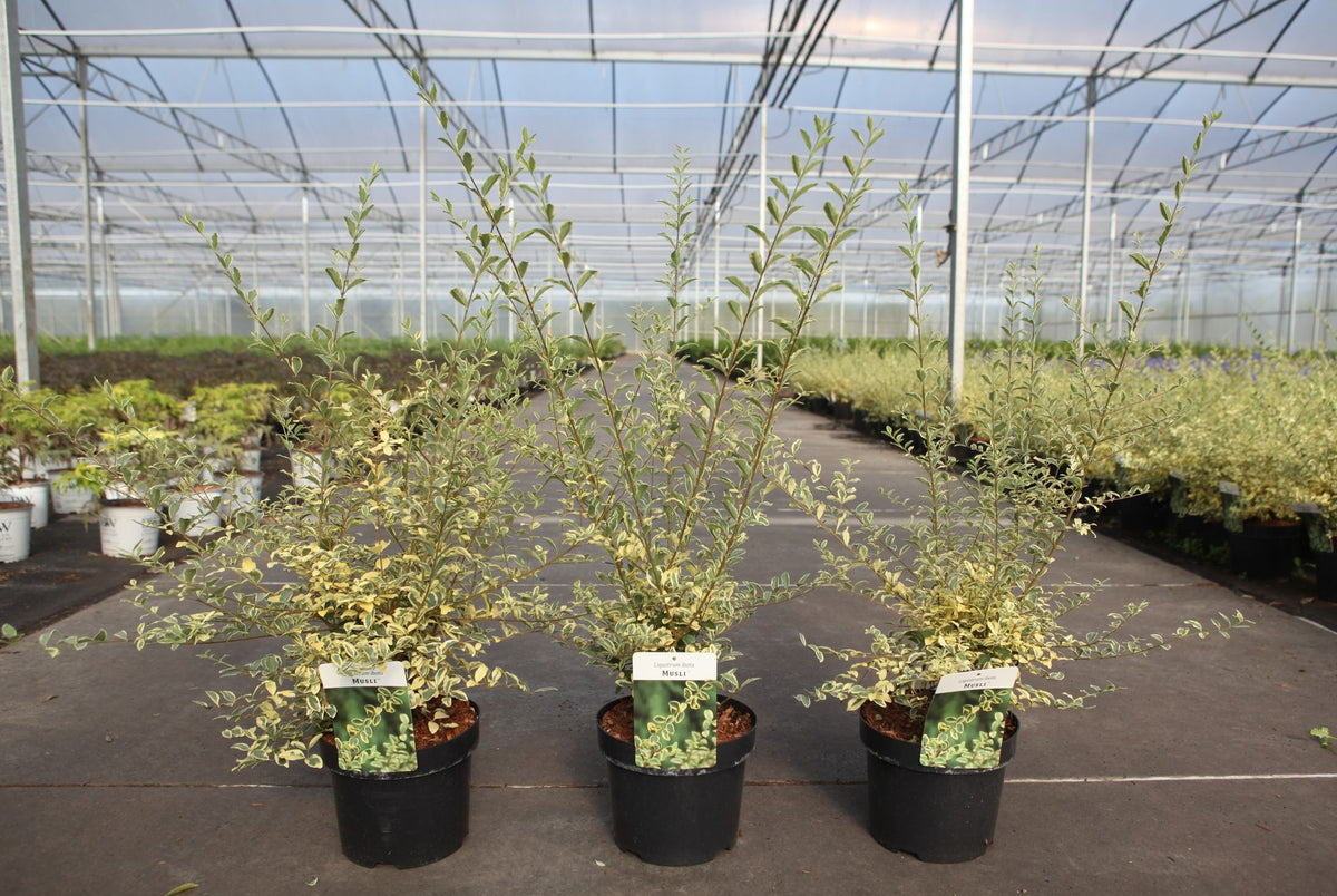 Ligustrum ibota MUSLI (PBR)