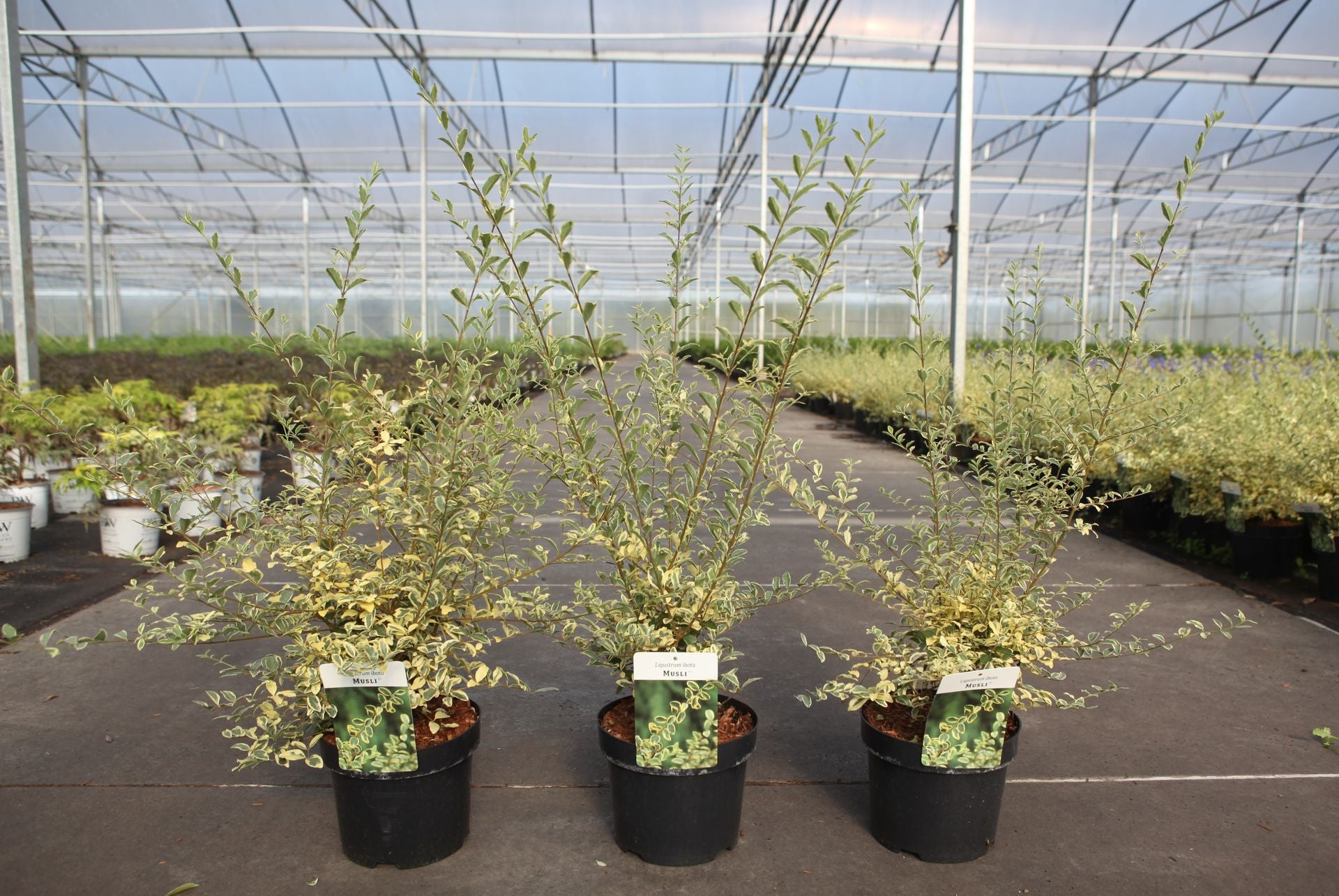 Ligustrum ibota MUSLI (PBR)