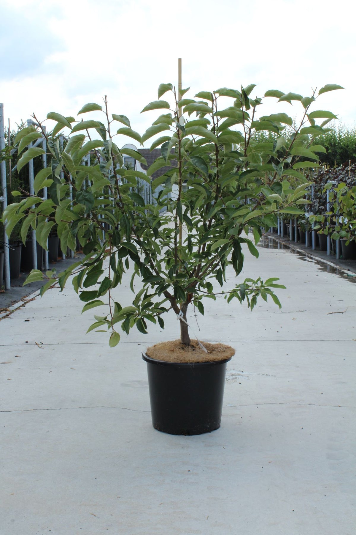 Malus 'Sugar Tyme'