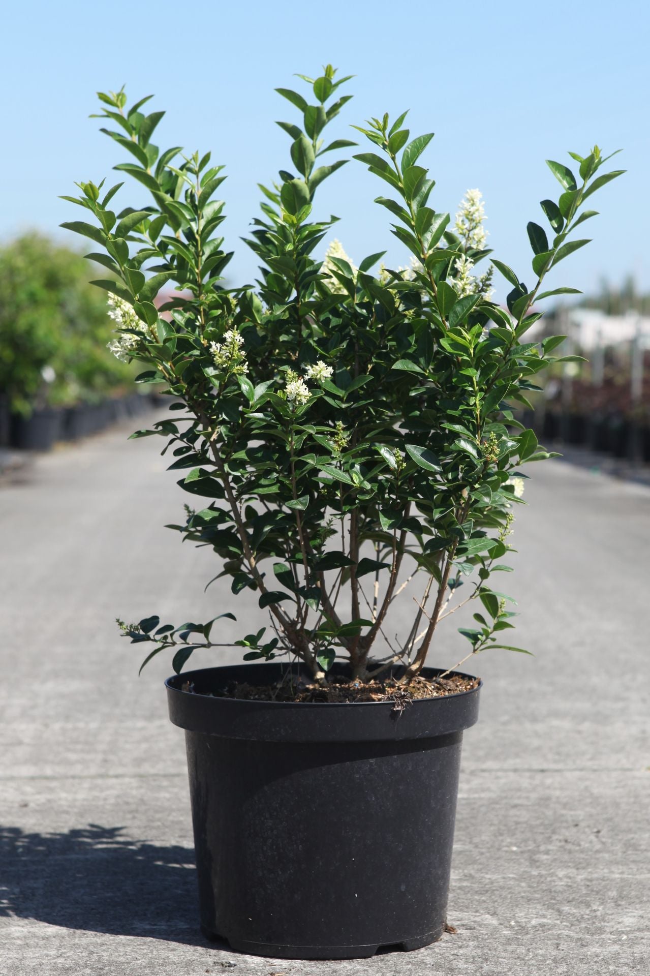Ligustrum ovalifolium GREEN DIAMOND (PBR)