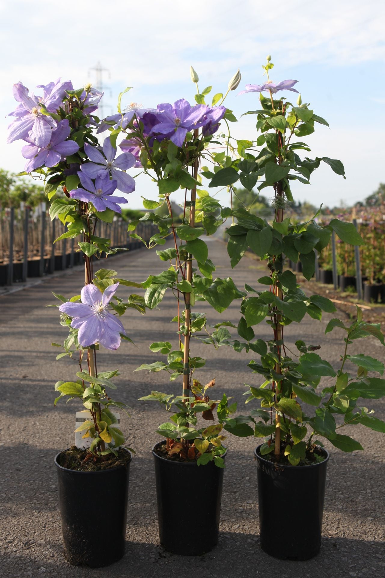 Clematis 'Mrs Cholmondeley'