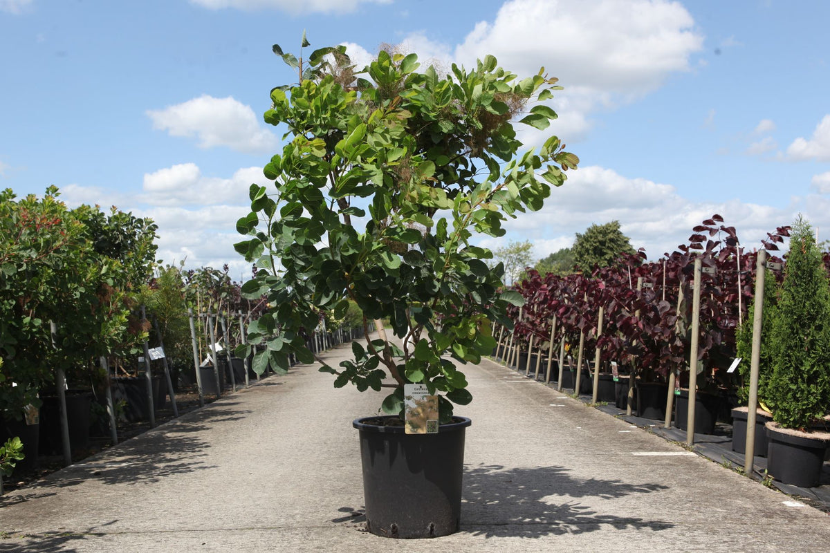 Cotinus coggygria