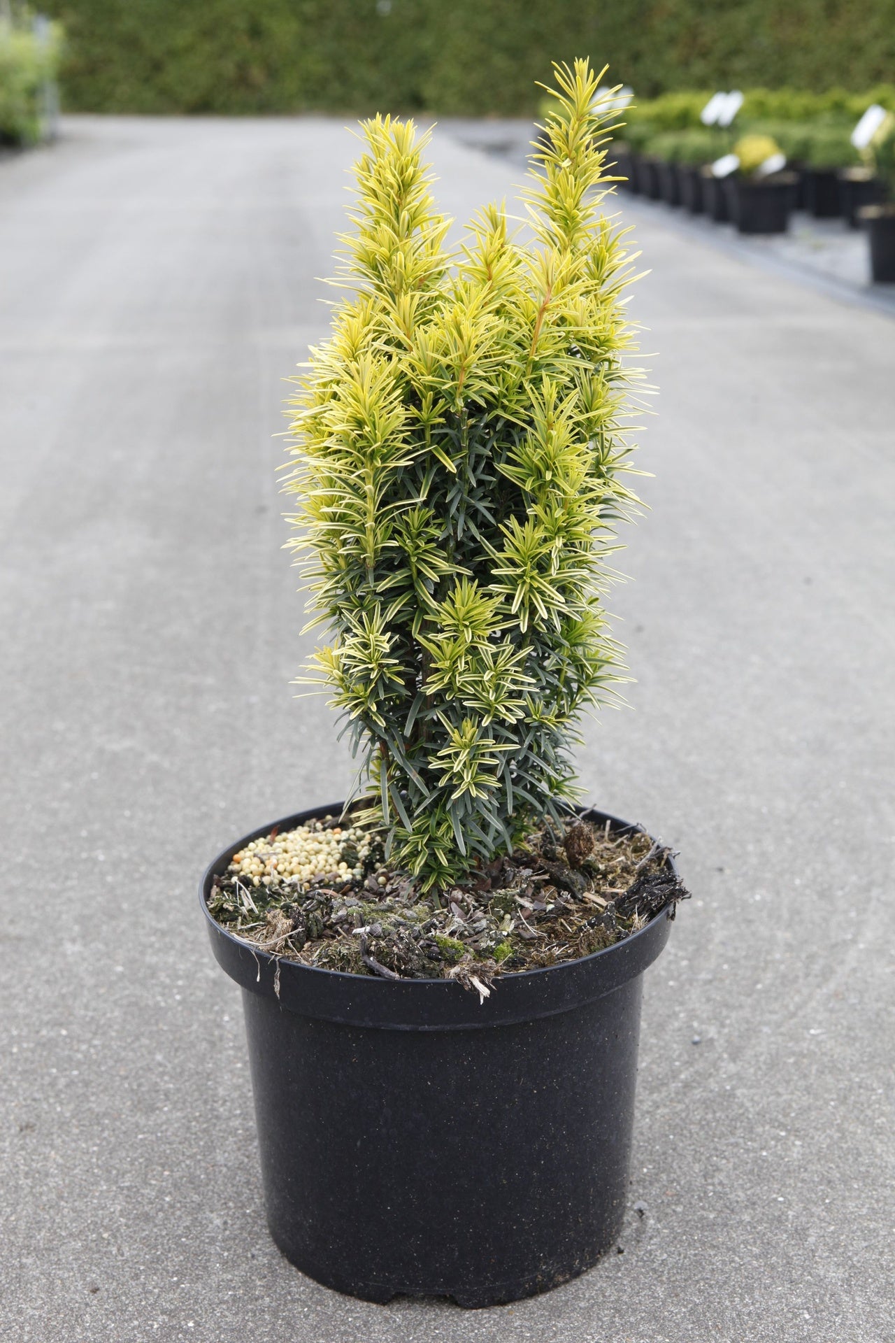 Taxus baccata 'Ivory Tower'