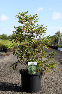 Clethra barbinervis