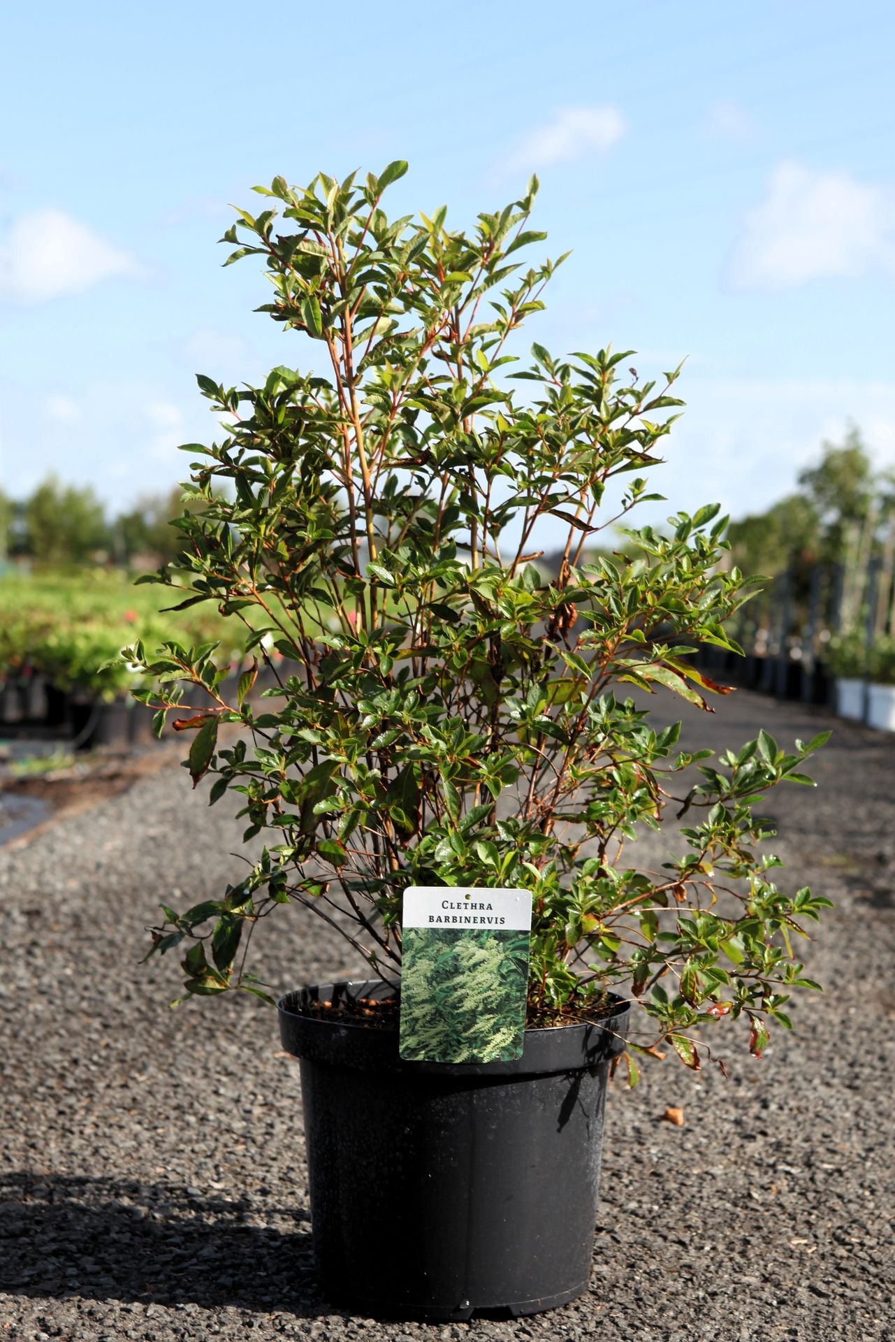 Clethra barbinervis