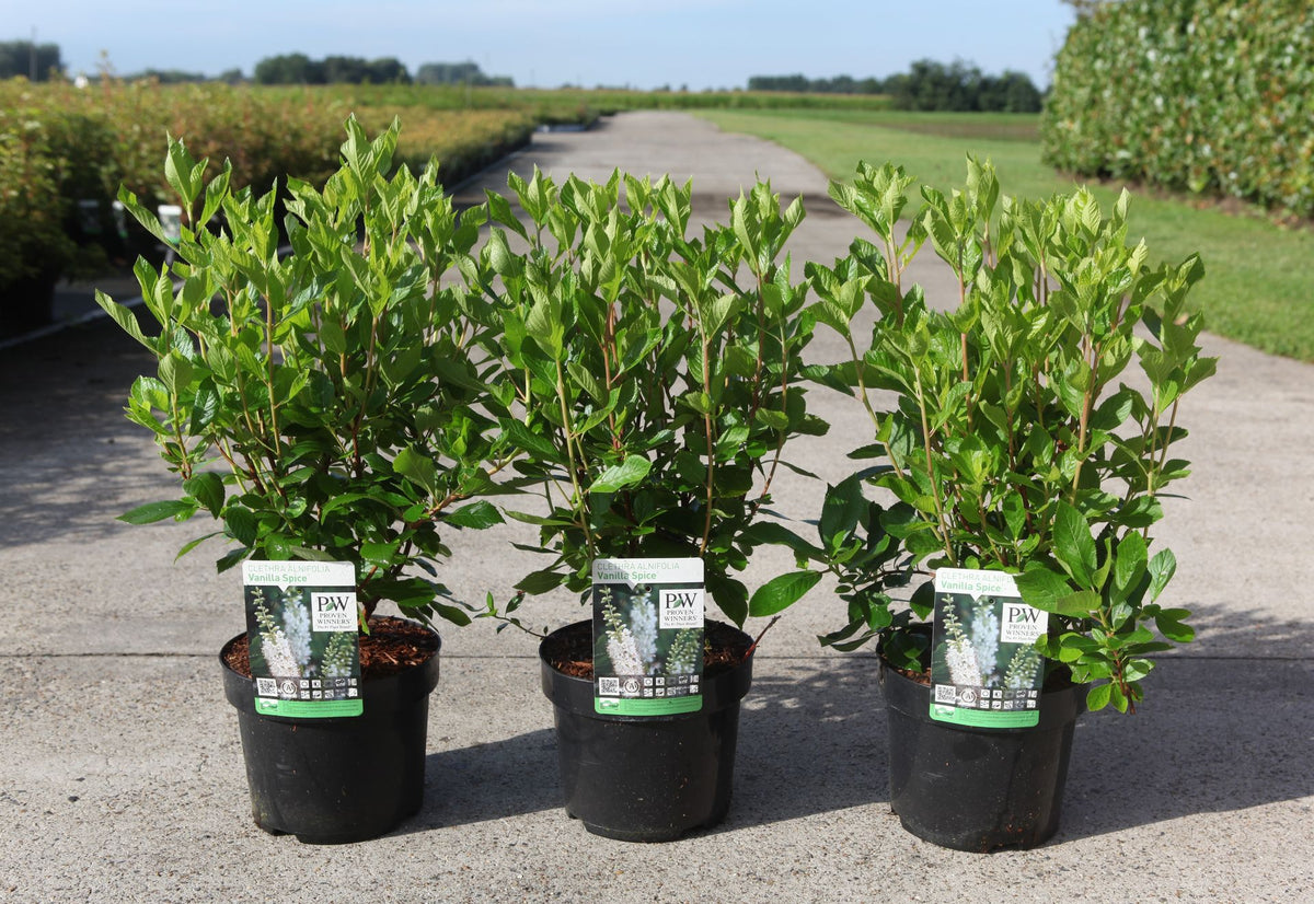 Clethra alnifolia 'Vanilla Spice'