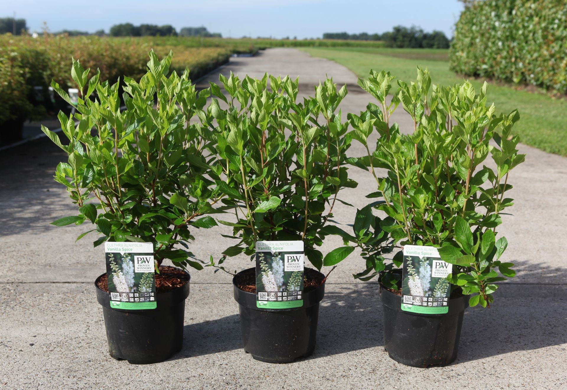 Clethra alnifolia 'Vanilla Spice'