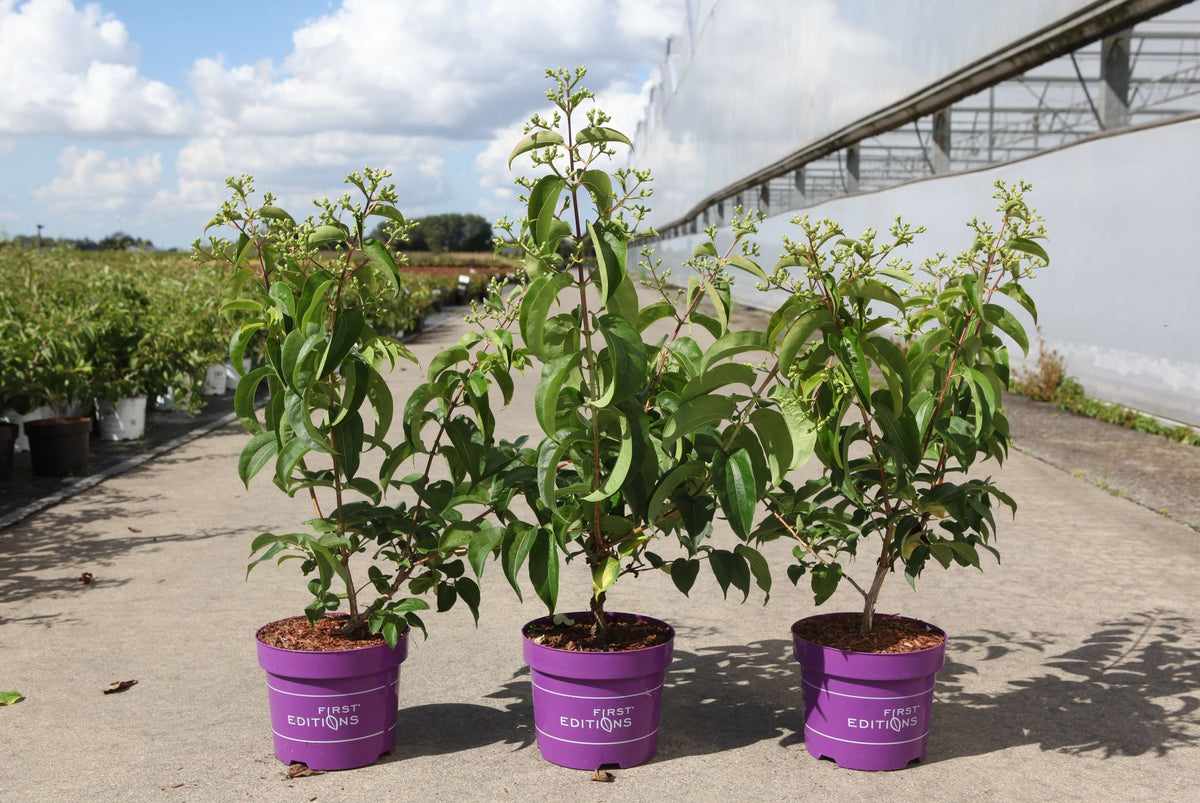 Heptacodium miconioides First Editions© TIANSHAN (PBR)