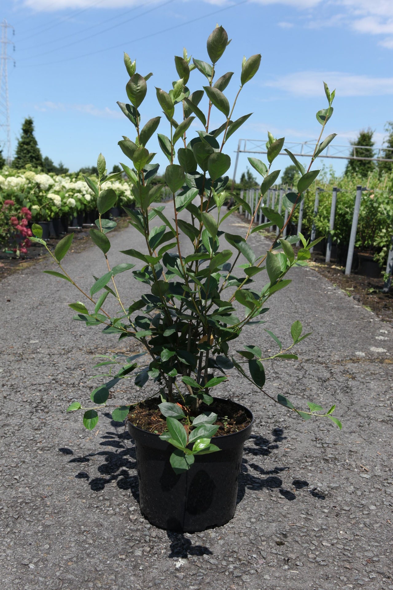 Aronia melanocarpa 'Autumn Magic'