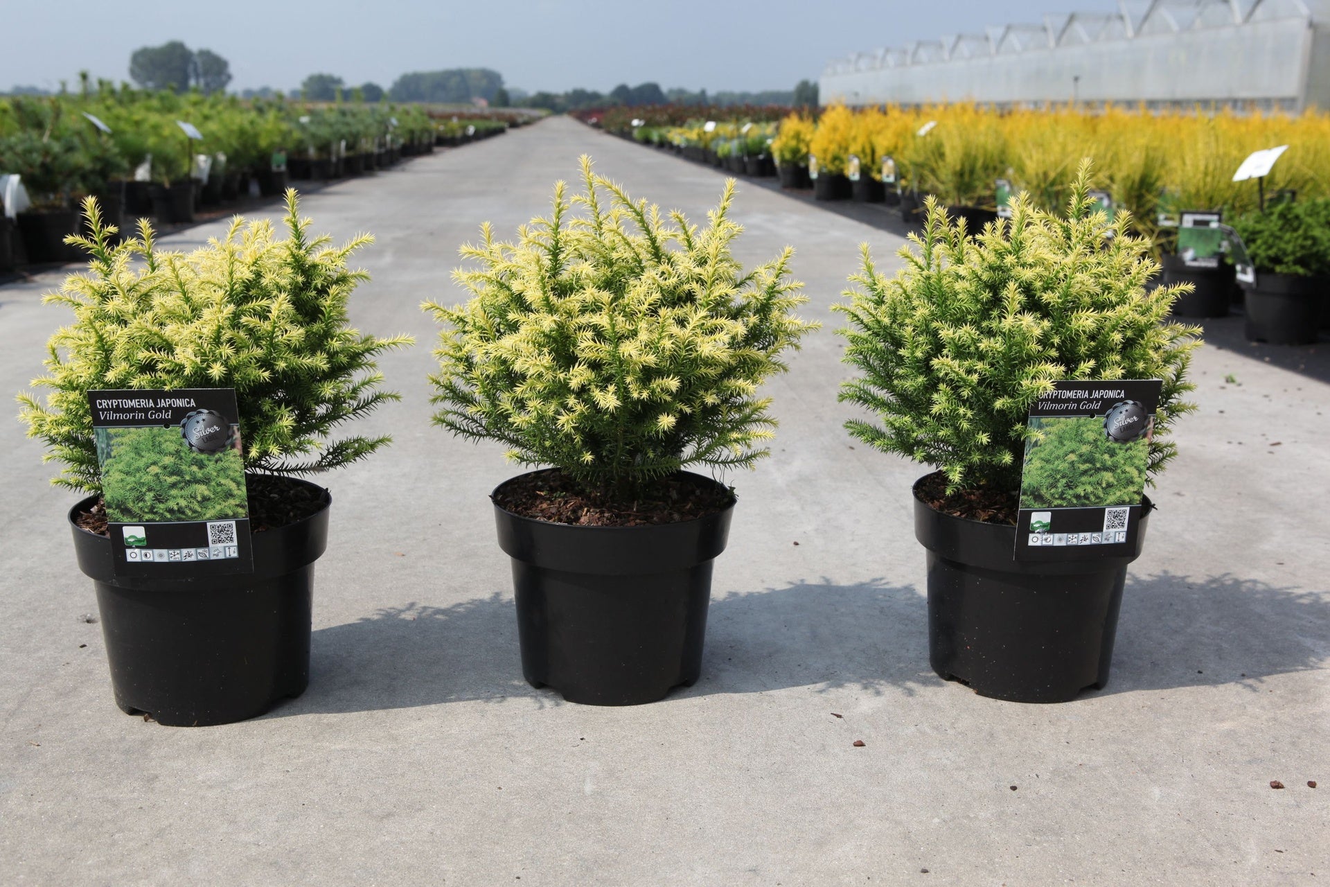 Cryptomeria japonica 'Vilmorin Gold'
