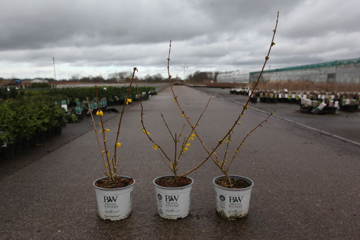 Forsythia koreana Proven Winners© FLYING MACHINE