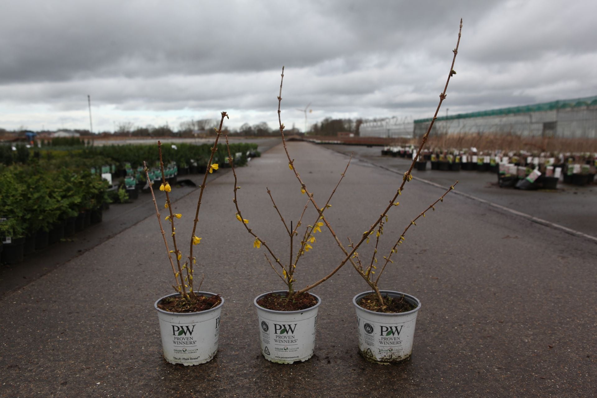 Forsythia koreana Proven Winners© FLYING MACHINE